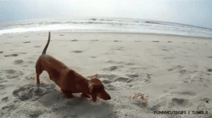 Krab GIF. Dieren Krab Gifs Tank Metal slug 
