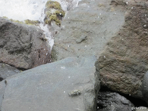 Krab GIF. Dieren Natuur Krab Gifs Oceaan 