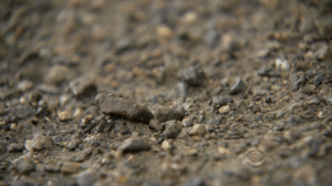 Krab GIF. Dieren Krab Gifs Dier Cheezburger 