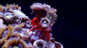 Krab GIF. Dieren Krab Gifs Schelp Beklimmingen 