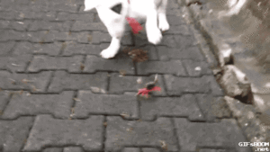 Honden GIF. Dieren Krab Gifs Hond 