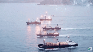 Krab GIF. Dieren Krab Gifs Exoskelet 