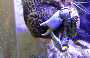 Krab GIF. Dieren Aquarium Krab Gifs 