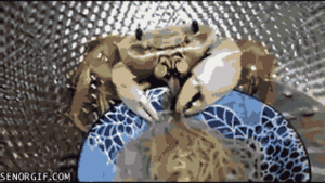 Krab GIF. Dieren Krab Gifs Verlaten Woahdude Schelp 