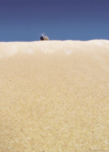 Krab GIF. Dieren Krab Gifs Geanimeerde Hand 