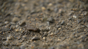 Krab GIF. Dieren Krab Gifs Blok Coolste 