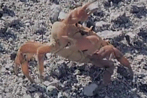 Krab GIF. Dieren Krab Gifs Klauw 