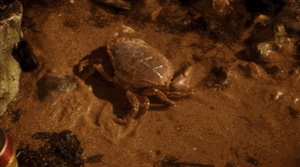 Krab GIF. Dieren Koning Krab Gifs Hagel 