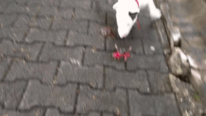 Krab GIF. Dieren Krab Gifs Vs Bul Terri&euml;r 