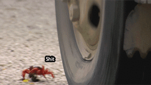 Krab GIF. Dieren Krab Gifs 