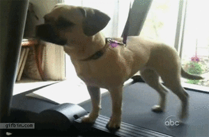 Honden GIF. Dieren Yoga Gifs Hond Doen 