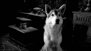 Honden GIF. Dieren Gifs Hond Spiegel Schroef 