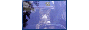 Honden GIF. Dieren Gifs Hond Trampoline 