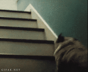 Honden GIF. Dieren Zwemmen Gifs Hond Teckel 
