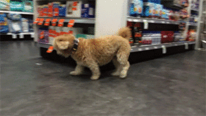 Honden GIF. Dieren Gifs Hond 
