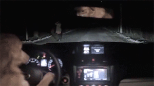 Honden GIF. Dieren Zwemmen Gifs Hond Teckel 