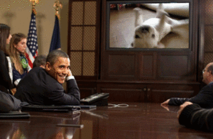 Honden GIF. Dieren Gifs Hond Mislukken Vangst Halen 
