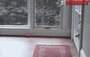 Honden GIF. Dieren Schommel Gifs Hond 