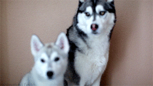 Mopshond GIF. Dieren Kus Gifs Hond Mopshond 