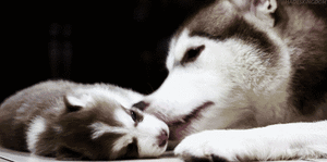 Honden GIF. Dieren Puppy Gifs Hond Hees 
