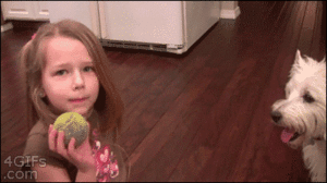 Honden GIF. Dieren Gifs Hond Kind Tand Trekt 
