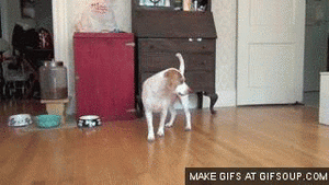 Honden GIF. Dieren Gifs Hond Gelukkig Hemel 