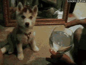 Honden GIF. Dieren Gifs Hond Mopshond Glimlach 
