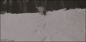 Honden GIF. Dieren Sneeuw Gifs Hond Staart Kwispelen 