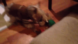 Honden GIF. Dieren Emoties Gebit Gifs Hond Wtf Boosheid 