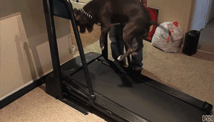 Honden GIF. Dieren Gifs Hond De+mens 