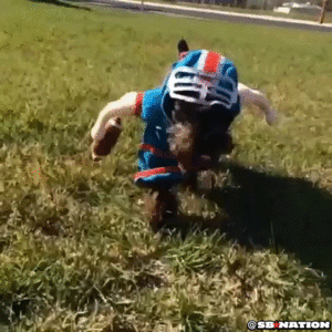 Baby GIF. Dieren Baby Gifs Hond Wandelaar 