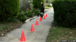 Honden GIF. Dieren Gifs Hond Trucs 