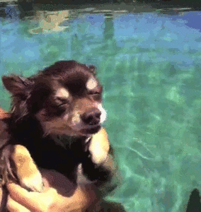 Honden GIF. Dieren Emoties Gebit Gifs Hond Wtf Boosheid 