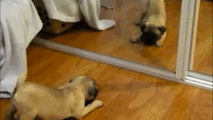 Honden GIF. Dieren Brand Gifs Hond Lus Jumping 