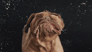 Honden GIF. Dieren Sneeuw Gifs Hond Staart Kwispelen 