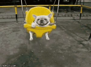 Honden GIF. Dieren Gifs Hond Klap Slapping 
