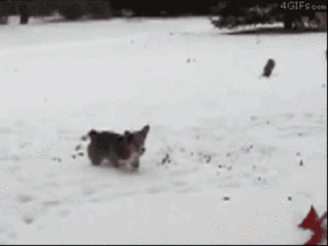 Honden GIF. Dieren Wassen Bang Auto Gifs Hond 