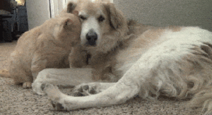 Honden GIF. Dieren Gifs Hond Oefening Kraakpanden 