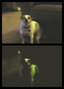 Honden GIF. Dieren Gifs Hond Vreemd 