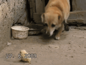 Honden GIF. Dieren Wassen Bang Auto Gifs Hond 