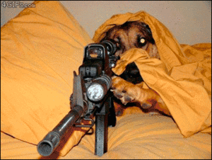 Honden GIF. Dieren Gifs Hond Kind Tand Trekt 