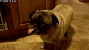Honden GIF. Dieren Yoga Gifs Hond Doen 