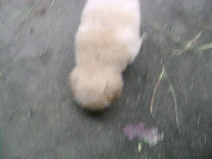 Honden GIF. Dieren Jongen Gifs Hond 
