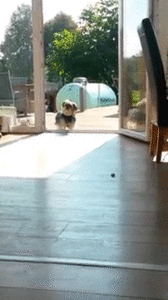 Honden GIF. Dieren Gifs Hond Ontvangst 