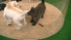 Honden GIF. Dieren Puppy Gifs Hond 