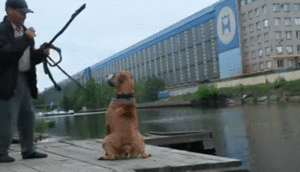 Honden GIF. Dieren Vis Gifs Hond Yikes Vangst Overstroming 
