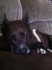Honden GIF. Dieren Gifs Hond Dans 