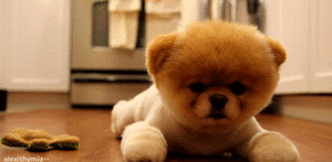 Honden GIF. Dieren Gifs Hond Knipperen Spaghetti 