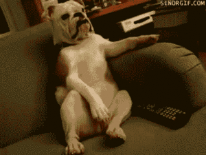 Honden GIF. Dieren Tong Gifs Hond 