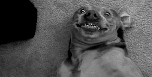 Honden GIF. Dieren Gifs Hond Mislukken Geslacht 